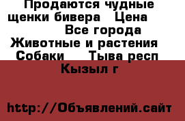 Продаются чудные щенки бивера › Цена ­ 25 000 - Все города Животные и растения » Собаки   . Тыва респ.,Кызыл г.